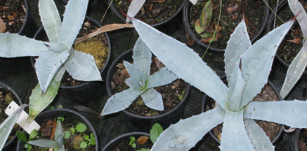 Palmaris Agave franzosini