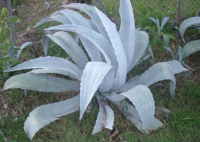 Palmaris Agave franzosini