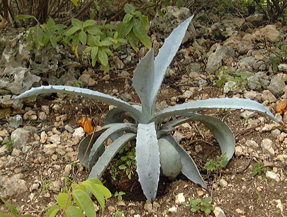 Palmaris Agave franzosini