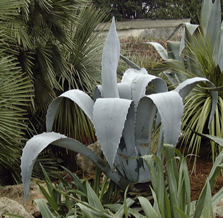 Palmaris Agave franzosini