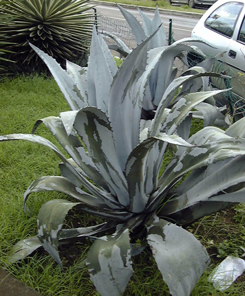 Palmaris Agave franzosini