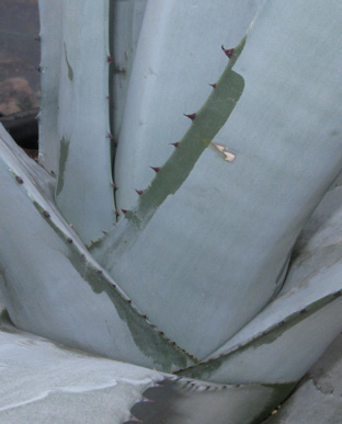 Palmaris Agave franzosini