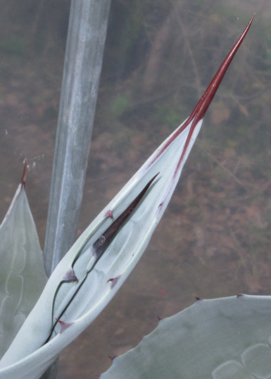 Palmaris Agave franzosini