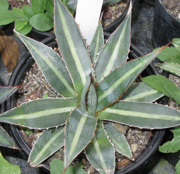 Palmaris Agave funkiana