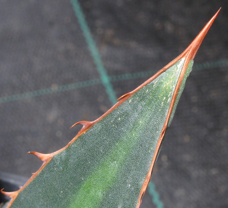 Palmaris Agave funkiana