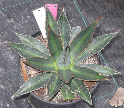 Palmaris Agave funkiana