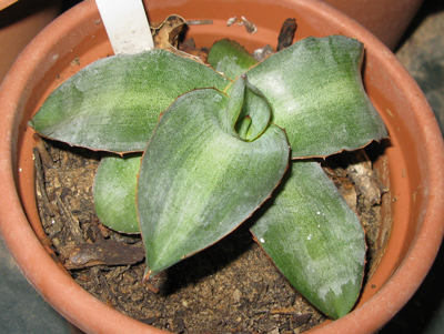 Pépinière Palmaris Agave funkiana compacta Navarro