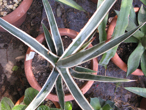 Pépinière Palmaris Agave funkiana albomarginata Van der Meer