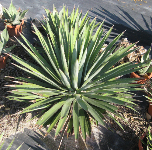 Pépinière Palmaris Agave funkiana Van der Meer