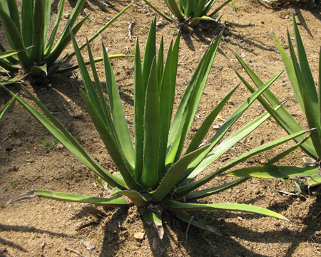 Pépinière Palmaris Agave funkiana Pinya