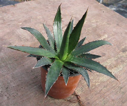 Pépinière Palmaris Agave garciae-mendozae