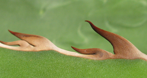 Pépinière Palmaris Agave garciae-mendozae