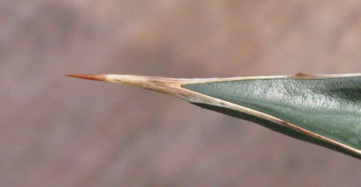 Pépinière Palmaris Agave garciae-mendozae