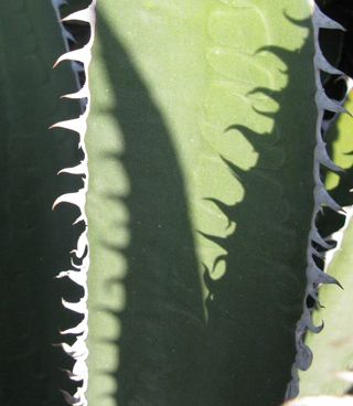 Pépinière Palmaris Agave garciae-mendozae