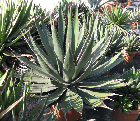 Pépinière Palmaris Agave garciae-mendozae Van der Meer