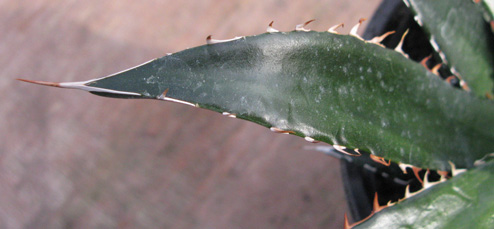 Pépinière Palmaris Agave garciae-mendozae