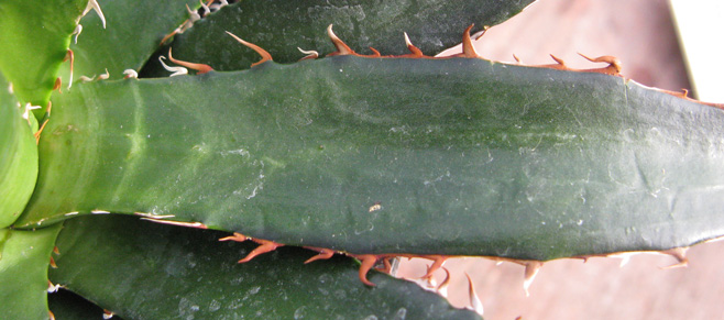 Pépinière Palmaris Agave garciae-mendozae 