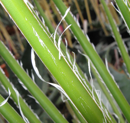 Palmaris Agave geminiflora