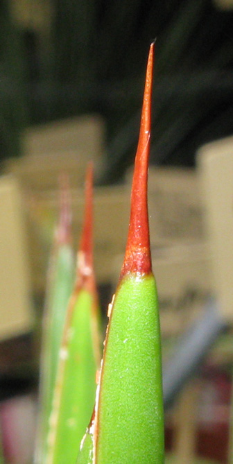 Palmaris Agave geminiflora