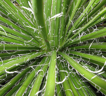 Palmaris Agave geminiflora