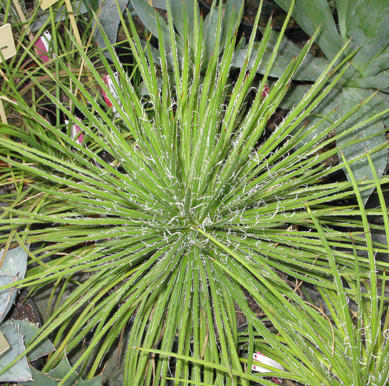 Palmaris Agave geminiflora