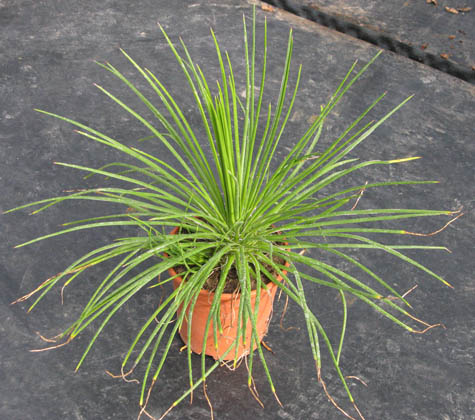 Pépinière Palmaris Agave geminiflora atricha