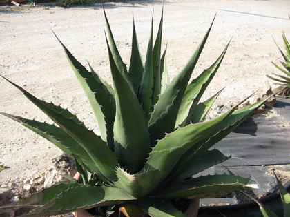 Pépinière Palmaris Agave gentryi Van der Meer