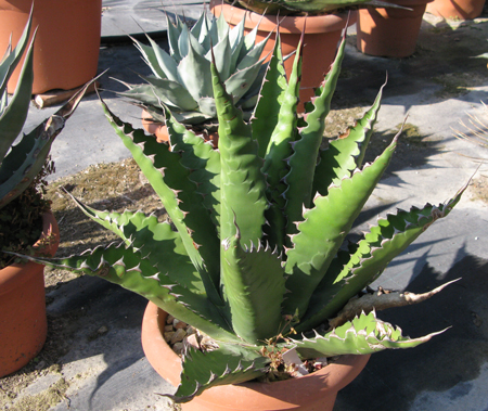 Pépinière Palmaris Agave gentryi "Jaws" Van der Meer