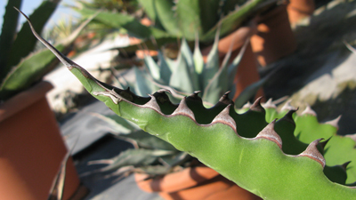 Pépinière Palmaris Agave gentryi "Jaws"