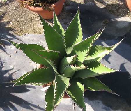 Pépinière Palmaris Agave gentryi "Jaws" Van der Meer