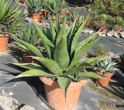 Pépinière Palmaris Agave gentryi Van der Meer