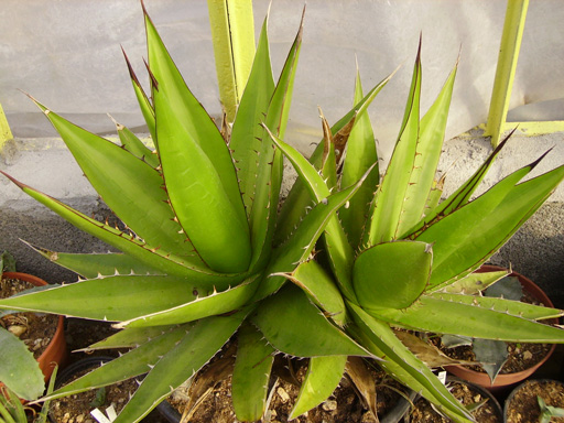 Palmaris Agave ghiesbregthii purpusorum Cactuseraie