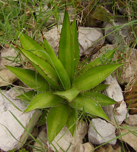 Palmaris Agave ghiesbregthii purpusorum Cactuseraie