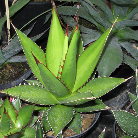 Palmaris Agave ghiesbregthii purpusorum