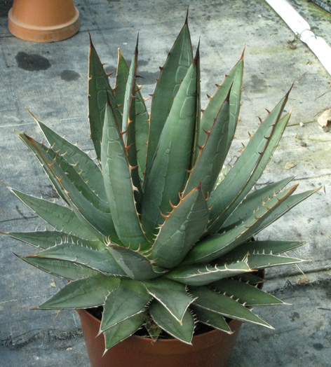 Palmaris Agave ghiesbregthii leguana