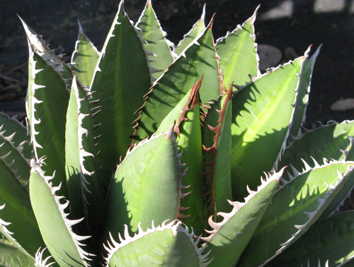 Pépinière Palmaris Agave ghiesbreghtii compacta Van der Meer