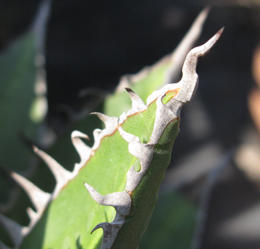 Pépinière Palmaris Agave ghiesbreghtii compacta Van der Meer