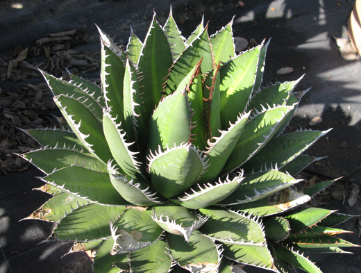 Pépinière Palmaris Agave ghiesbreghtii compacta Van der Meer