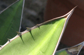 Pépinière Palmaris Agave ghiesbreghtii