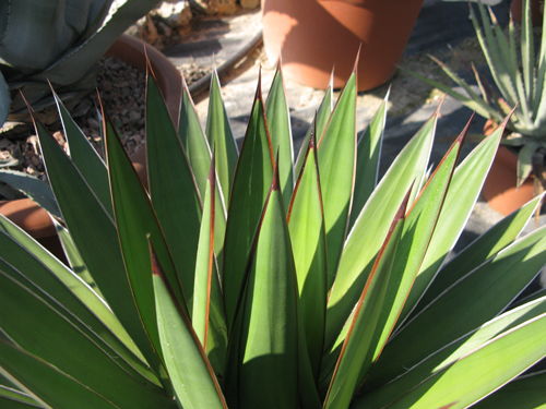 Pépinière Palmaris Agave ghiesbreghtii inermis Van der Meer