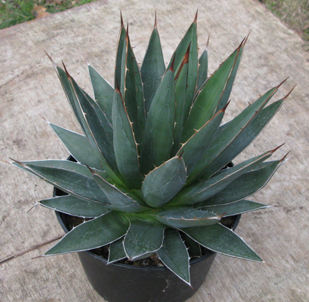 Pépinière Palmaris Agave ghiesbreghtii leguana