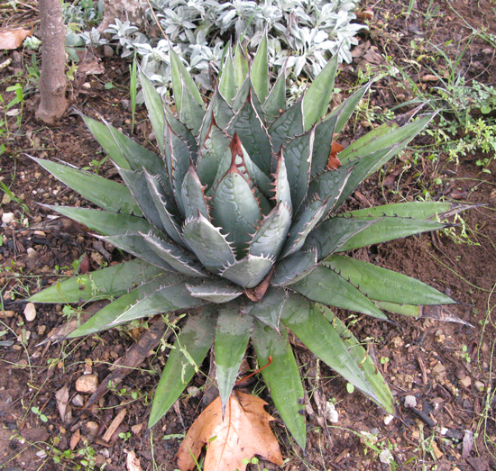 Pépinière Palmaris Agave ghiesbreghtii mutation Navarro