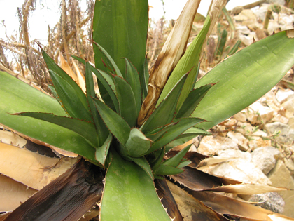 Pépinière Palmaris Agave ghiesbreghtii bulbilles Cactuseraie