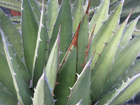 Pépinière Palmaris Agave ghiesbreghtii purpusorum Van der Meer