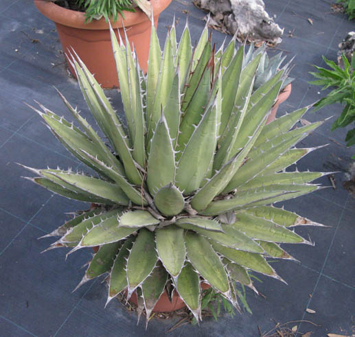 Pépinière Palmaris Agave ghiesbreghtii purpusorum Van der Meer