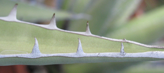 Pépinière Palmaris Agave ghiesbreghtii purpusorum Van der Meer