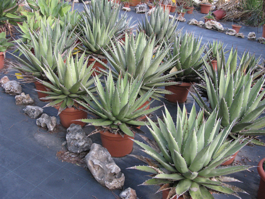 Pépinière Palmaris Agave ghiesbreghtii purpusorum Van der Meer