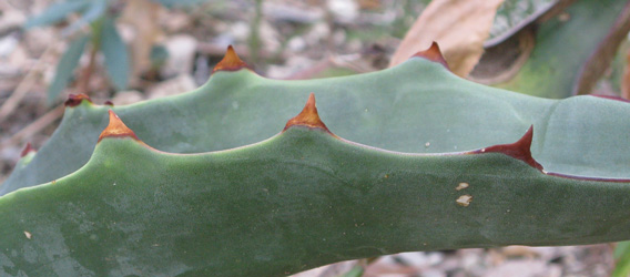 Palmaris Agave gigantensis 