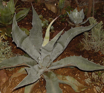 Palmaris Agave gigantensis Navarro