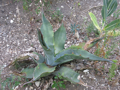 Palmaris Agave gigantensis  Cactuseraie
